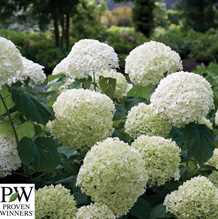 Træagtig hortensia 'Strong Annabelle`® PW